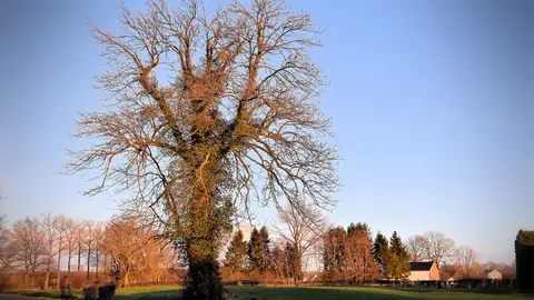 Imagem ilustrativa: Bélgica: Campo e árvores sob céu azul claro