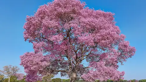 Imagem ilustrativa: Mato Grosso: Árvore Ipê rosa exuberante em paisagem
