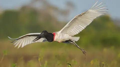 Imagem ilustrativa: Mato Grosso: Jabiru em voo no Pantanal
