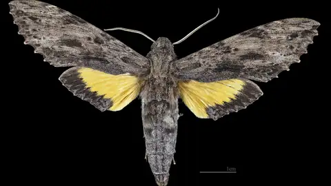 Imagem ilustrativa: Mato Grosso: Mariposa Isognathus leachii em dorsal