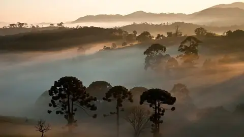 Imagem ilustrativa: Paraná: Araucárias em névoa, paisagem serena