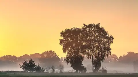Imagem ilustrativa: Alemanha: Campo com árvores em névoa ao amanhecer