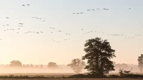 Imagem ilustrativa: Alemanha: Campo com árvores e pássaros ao amanhecer