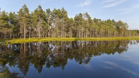 Imagem ilustrativa: Estônia: Lago com reflexo de pinheiros em parque