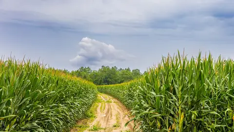 Imagem ilustrativa: Geórgia: Campos de milho em paisagem rural