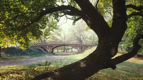 Imagem ilustrativa: Nova Iorque: Ponte e árvore em Central Park