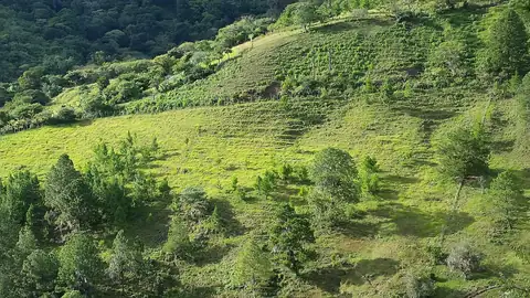 Imagem ilustrativa: Honduras: Montanha verde com plantação em encosta