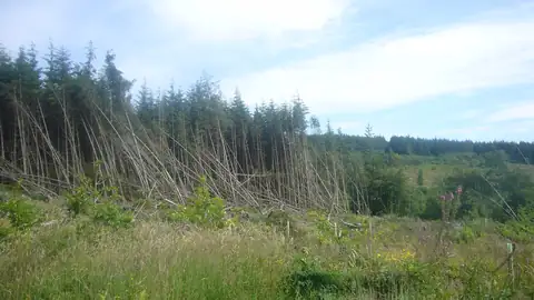 Imagem ilustrativa: Irlanda: Floresta devastada com árvores derrubadas