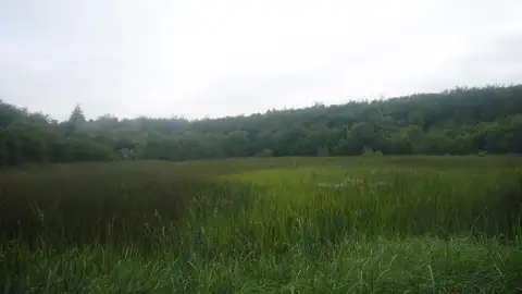 Imagem ilustrativa: Irlanda: Campo verde com vegetação densa e floresta ao fundo