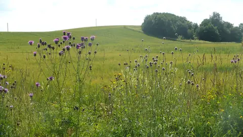 Imagem ilustrativa: Lituânia: Campo verde com flores e árvores ao longe