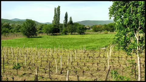 Imagem ilustrativa: Macedónia: Campo com vinhas e montanhas ao fundo