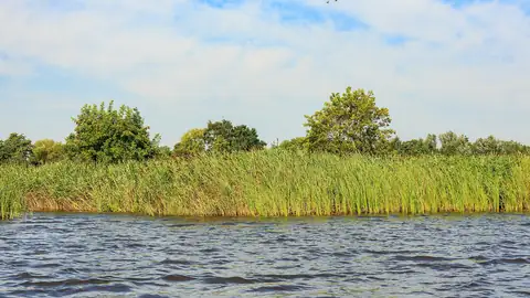 Imagem ilustrativa: Países Baixos: Canais e vegetação em paisagem aquatica