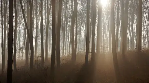 Imagem ilustrativa: Polônia: Floresta densa com luz solar fraca