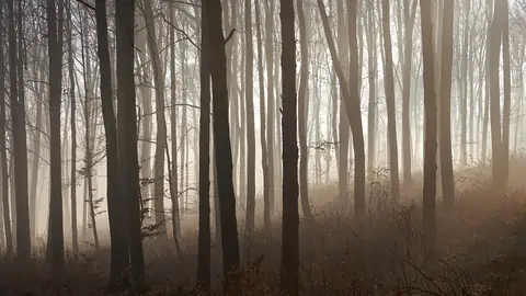 Imagem ilustrativa: Polônia: Floresta densa em névoa, luz suave